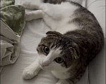 Кошки в Невьянске: Шотландский вислоухий кот Мальчик, Бесплатно - фото 1