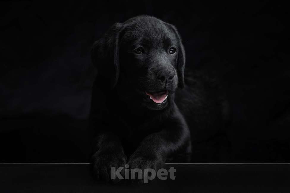 Собаки в Санкт-Петербурге: щенки лабрадора ретривера Мальчик, 30 000 руб. - фото 4