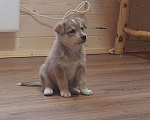 Собаки в Щербинке: Ласковый щенок Дружок в добрые руки Мальчик, Бесплатно - фото 4