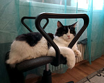 Кошки в Казани: Отдам кошку в добрые руки Девочка, Бесплатно - фото 2