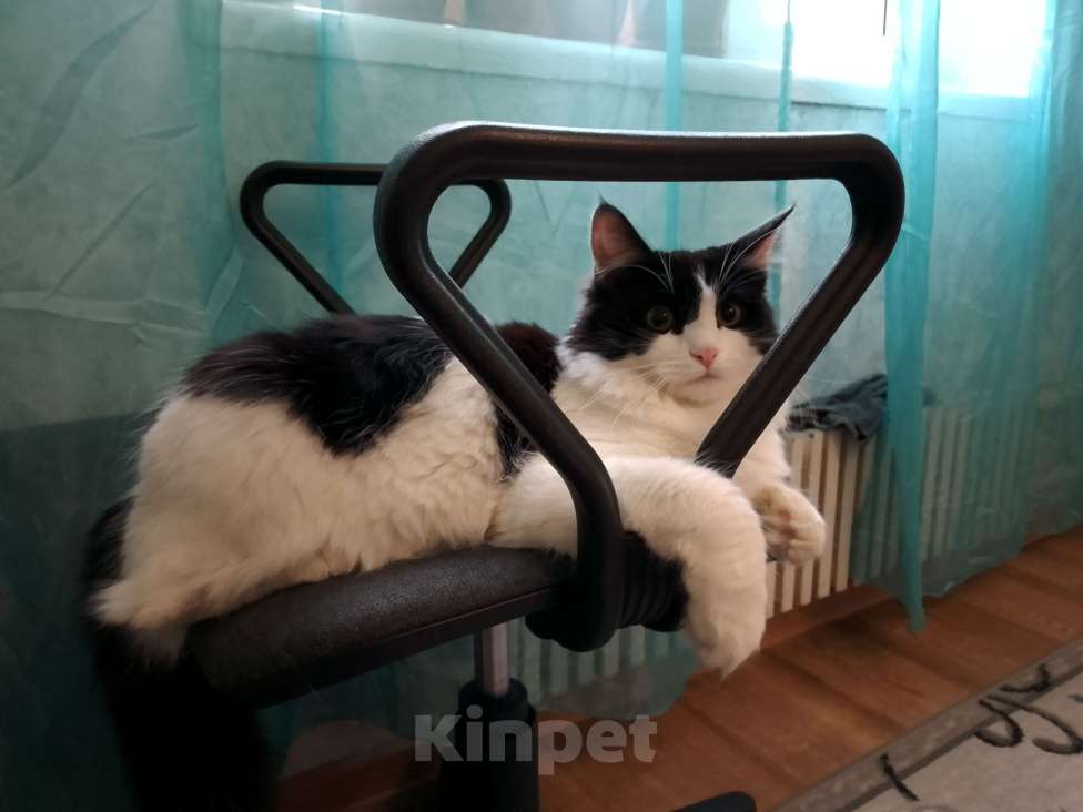 Кошки в Казани: Отдам кошку в добрые руки Девочка, Бесплатно - фото 2