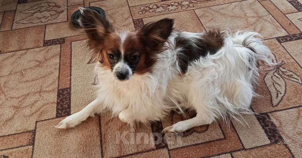 Собаки в Москве: Континентальный той-спаниель папильон, щенок Разнополые, 30 000 руб. - фото 3