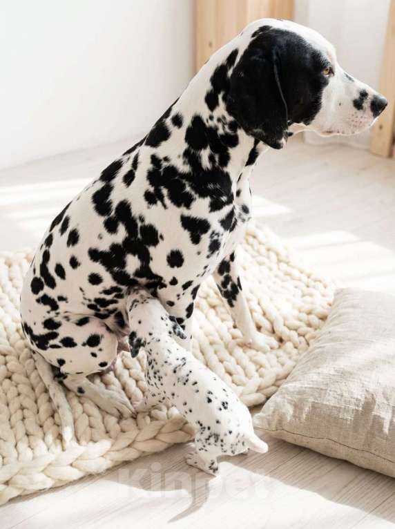 Собаки в Иркутске: Щенок далматина (девочка) Девочка, 35 000 руб. - фото 6