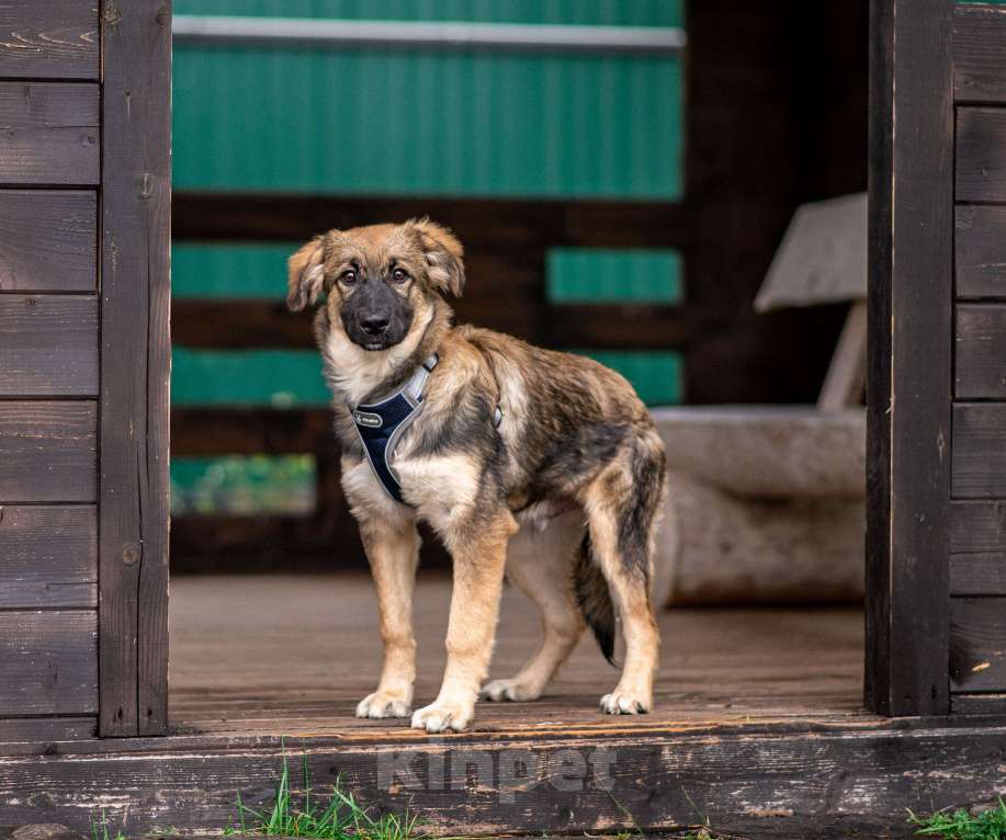 Собаки в Москве: Щенок в добрые руки бесплатно в Москве Мальчик, Бесплатно - фото 3