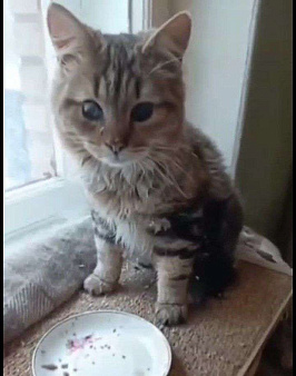 Пушистик Бориска