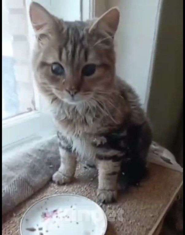 Кошки в Москве: Пушистик Бориска Мальчик, Бесплатно - фото 1