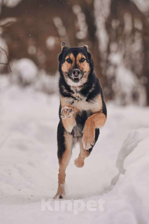 Собаки в Москве: Трогательная милашка Шаби в поиске любящих родителей! Девочка, Бесплатно - фото 6