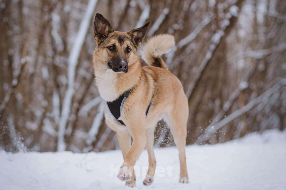 Собаки в Москве: Соня Девочка, Бесплатно - фото 4