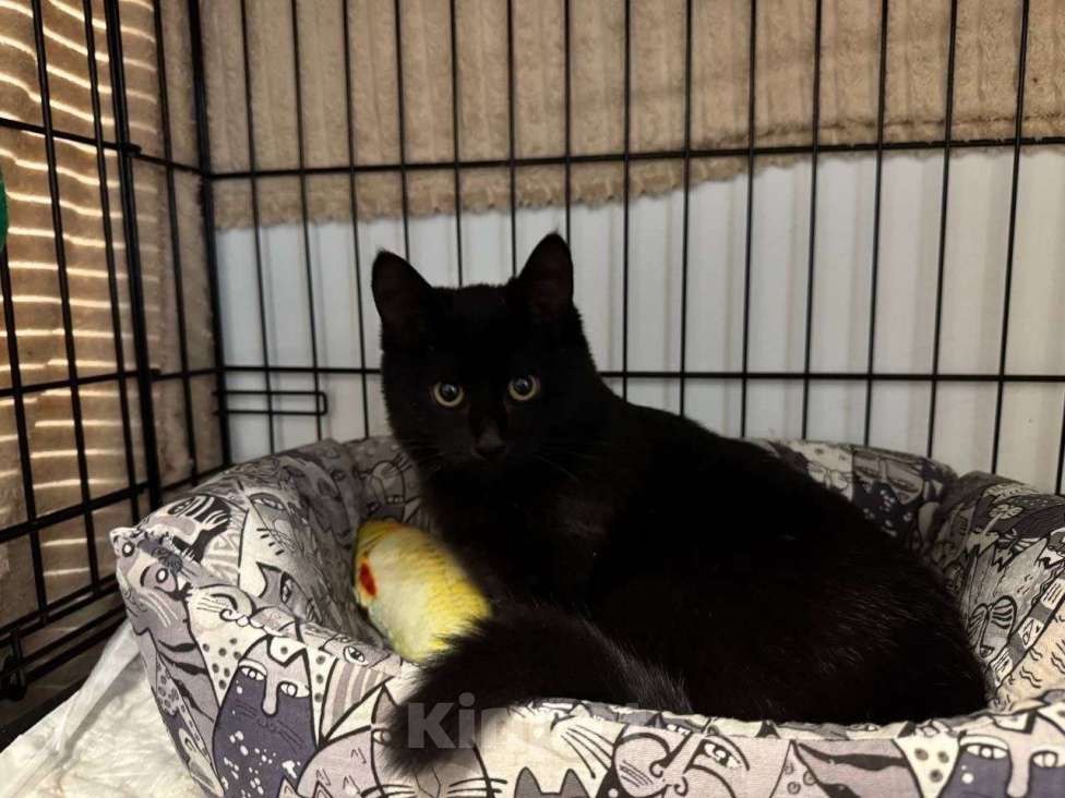 Кошки в Москве: 6 мес черная красавица Багира ищет дом! Девочка, Бесплатно - фото 9
