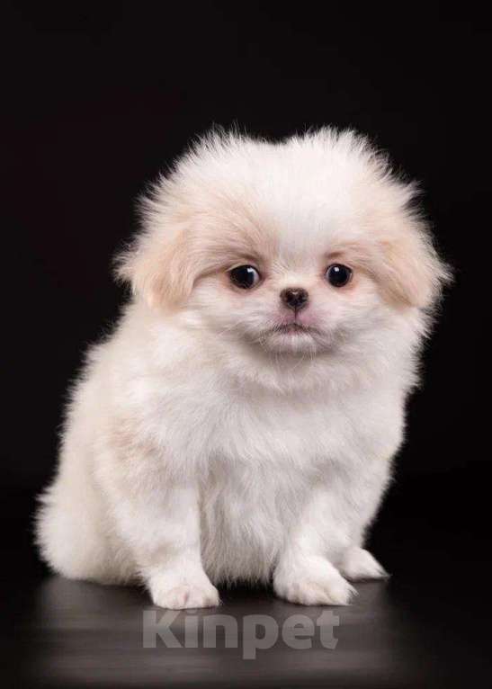 Собаки в других городах Нижегородской области: Щенки породы японский хин Девочка, Бесплатно - фото 4