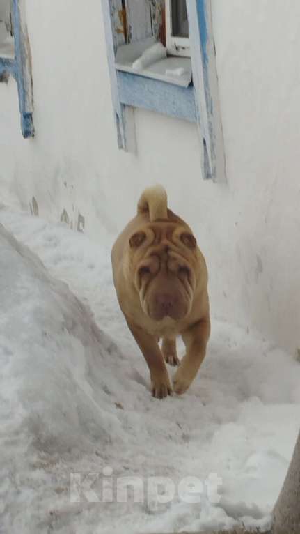 Собаки в Новосибирске: Эрика ищет хозяина! Девочка, Бесплатно - фото 1