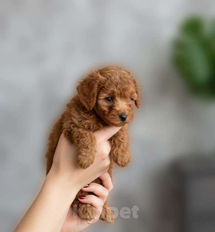 Собаки в Москве: Мальтипу F1 премиум мини Девочка, 80 000 руб. - фото 2