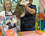 Кошки в других городах Московской области: Яркий рыжик курильский бобтейл Мальчик, 60 000 руб. - фото 9