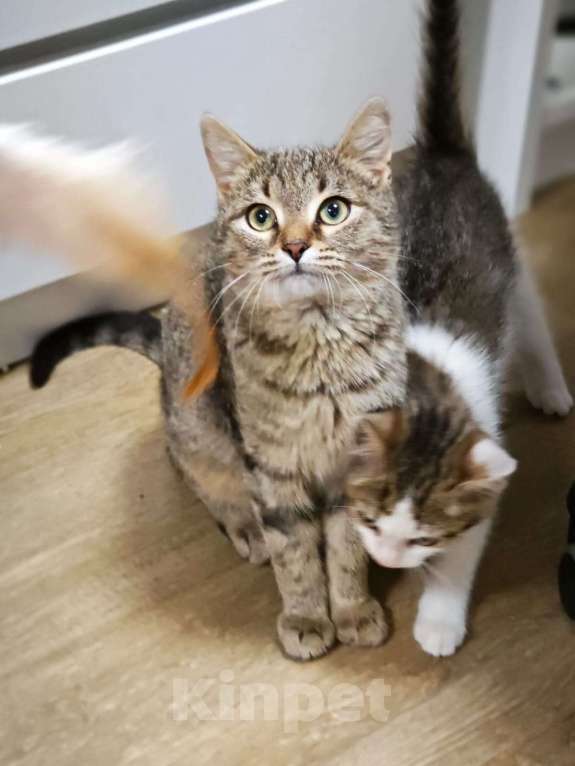 Кошки в Москве: Котенок я Нико 5 месяцев очень ждет своих родителей  Мальчик, Бесплатно - фото 5