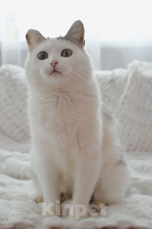 Кошки в Москве: Шарлотта в поиске семьи Девочка, Бесплатно - фото 3