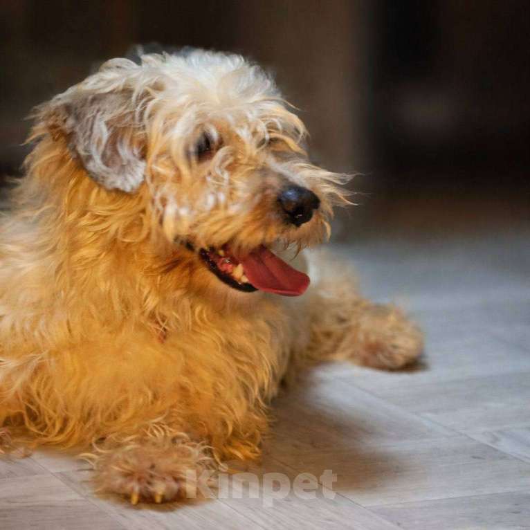 Собаки в Сергиеве Посаде: Нежный Кексик Мальчик, Бесплатно - фото 2