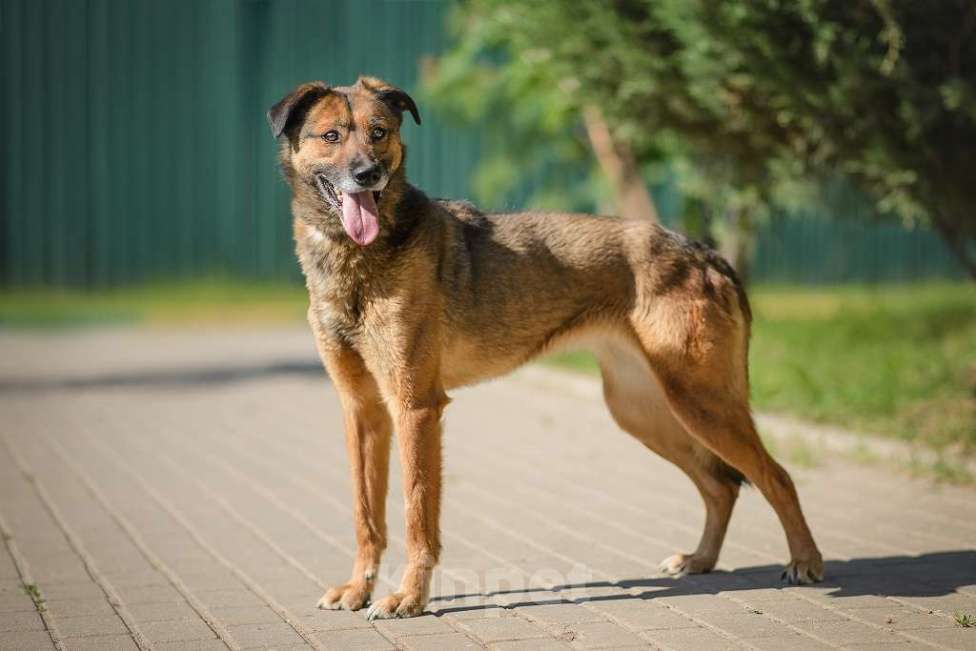 Собаки в Москве: Верта Девочка, Бесплатно - фото 7