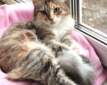 Кошки в Москве: Трехцветная пушистая Шаня, кошечка в добрые руки.   Девочка, Бесплатно - фото 5