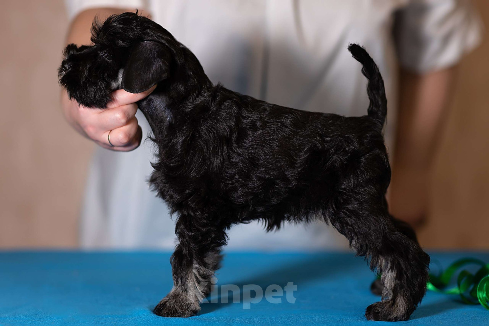 Собаки в Череповце: Астильба  Марис Девочка, 45 000 руб. - фото 3