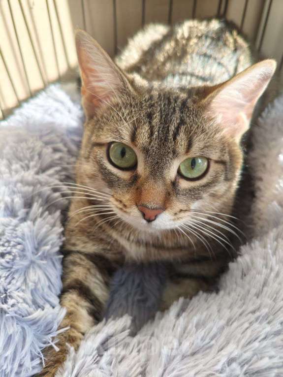 Кошки в Москве: Тимна ищет семью Девочка, 50 руб. - фото 1