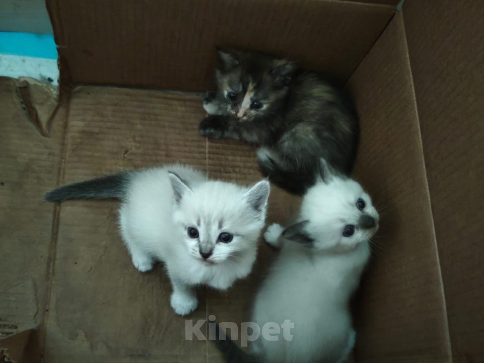 Кошки в других городах Самарской области: Котики милые Разнополые, Бесплатно - фото 1