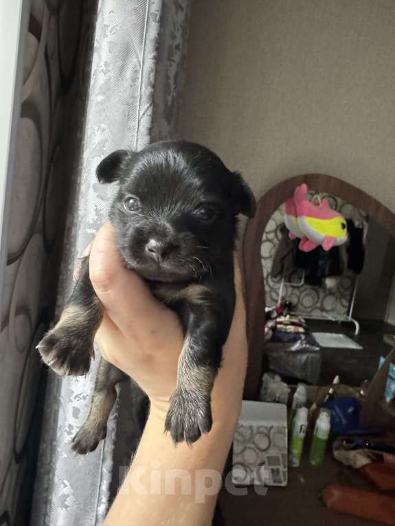 Собаки в Валуйках: Мальчик  Мальчик, 16 000 руб. - фото 1