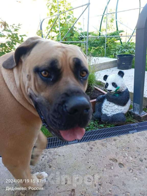 Собаки в других городах Московской области: Срочно в добрые руки ❗ Девочка, Бесплатно - фото 6