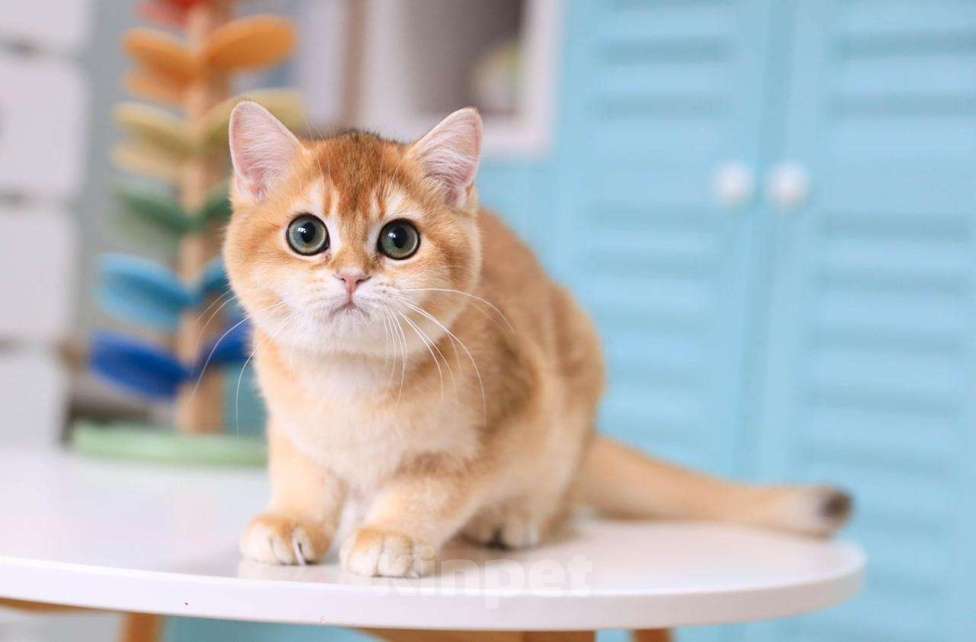Кошки в Владивостоке: Очаровательная девочка британской породы Девочка, 100 000 руб. - фото 1
