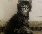 Кошки в Пушкино: КОТЯТА МЕЙН-КУН Мальчик, 45 000 руб. - фото 2