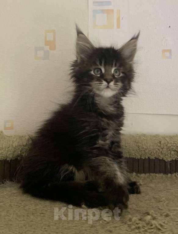 Кошки в Пушкино: КОТЯТА МЕЙН-КУН Мальчик, 45 000 руб. - фото 2