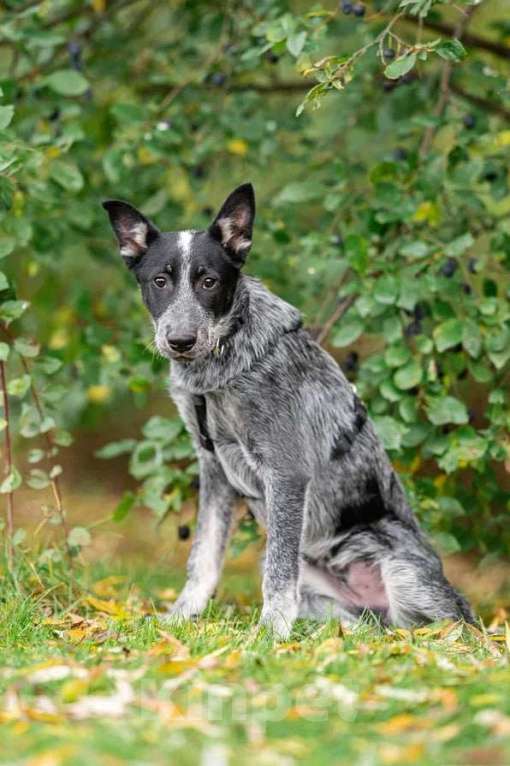 Собаки в Подольске: Скай, который жил на крыше Мальчик, Бесплатно - фото 4