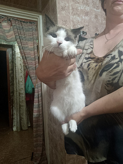 Отдам кошкц в добрые руки