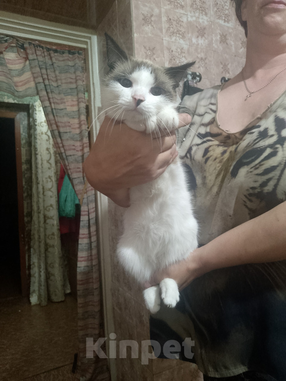 Кошки в Иркутске: Отдам кошкц в добрые руки Девочка, Бесплатно - фото 1