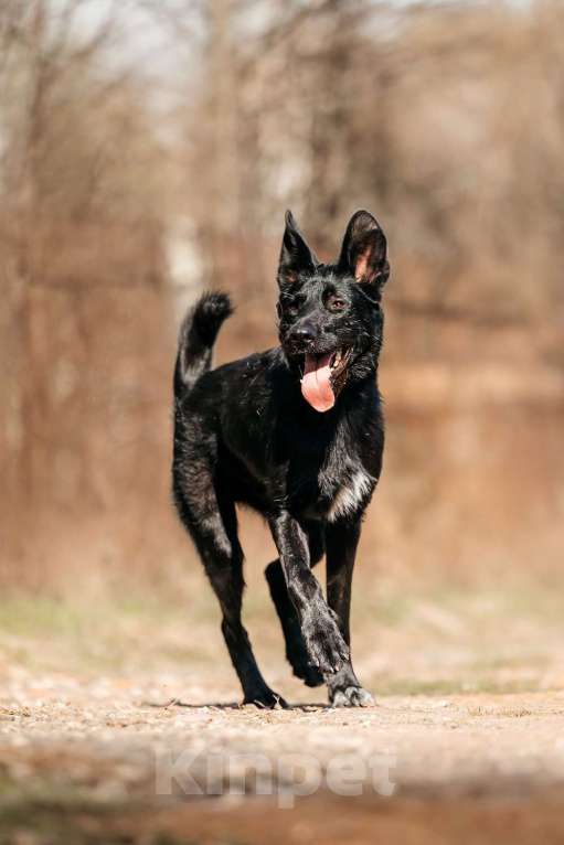 Собаки в Москве: Заберите меня, пожалуйста Мальчик, 1 руб. - фото 7