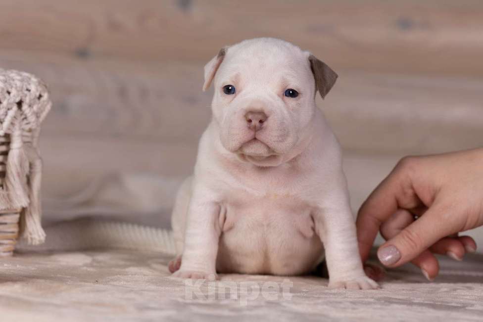 Собаки в Королеве: Американский булли Девочка, 150 000 руб. - фото 8
