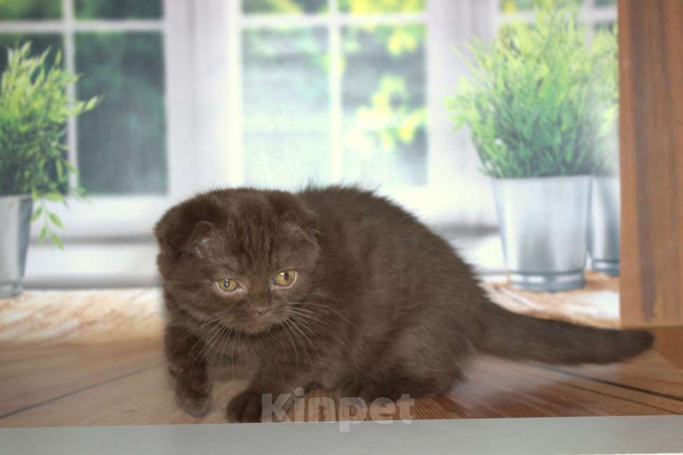 Кошки в Санкт-Петербурге: Шоколадный скоттиш фолд Мальчик, 25 000 руб. - фото 2