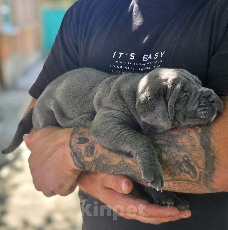 Собаки в Ростове-на-Дону: Девочка серая Девочка, 80 000 руб. - фото 4