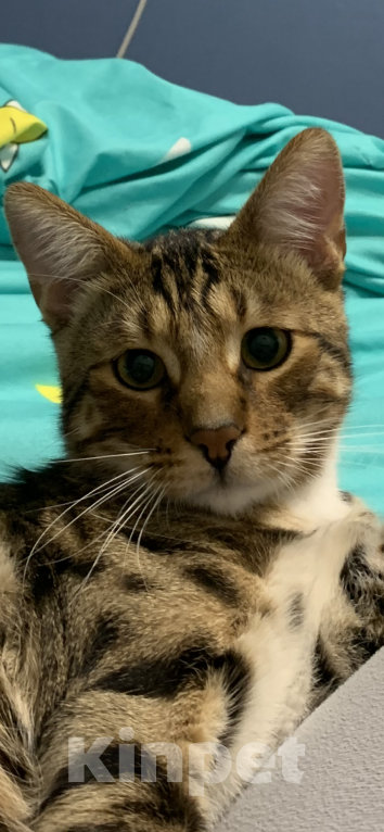 Кошки в Талдоме: Отдам в добрые руки! Срочно! Мальчик, Бесплатно - фото 3