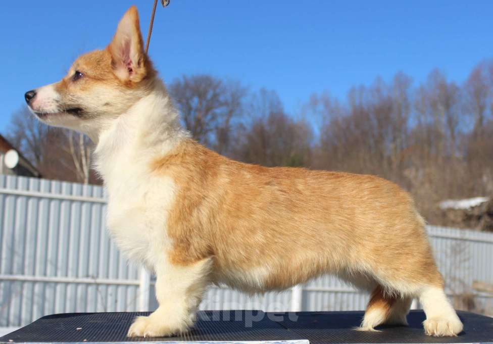 Собаки в Москве: вельш корги пемброк щенки от Интерчемпиона Девочка, 75 000 руб. - фото 3