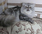 Кошки в Новоалександровске: Вязка, 3 000 руб. - фото 1