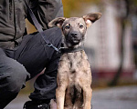 Собаки в Москве: Домашний щеночек в добрые руки Мальчик, Бесплатно - фото 2
