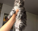 Кошки в Барнауле: Котята Мейн-Кун Девочка, 15 000 руб. - фото 5