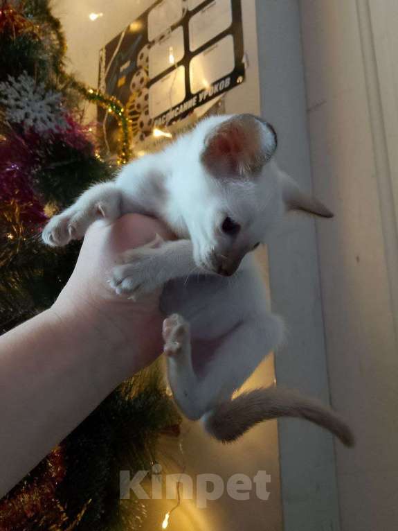 Кошки в Краснодаре: Ориентальный котёнок  Девочка, 20 000 руб. - фото 2