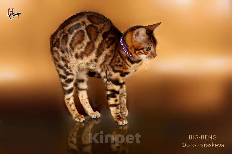 Кошки в Санкт-Петербурге:  Бенгальский кот 3 месяца Мальчик, 40 000 руб. - фото 7
