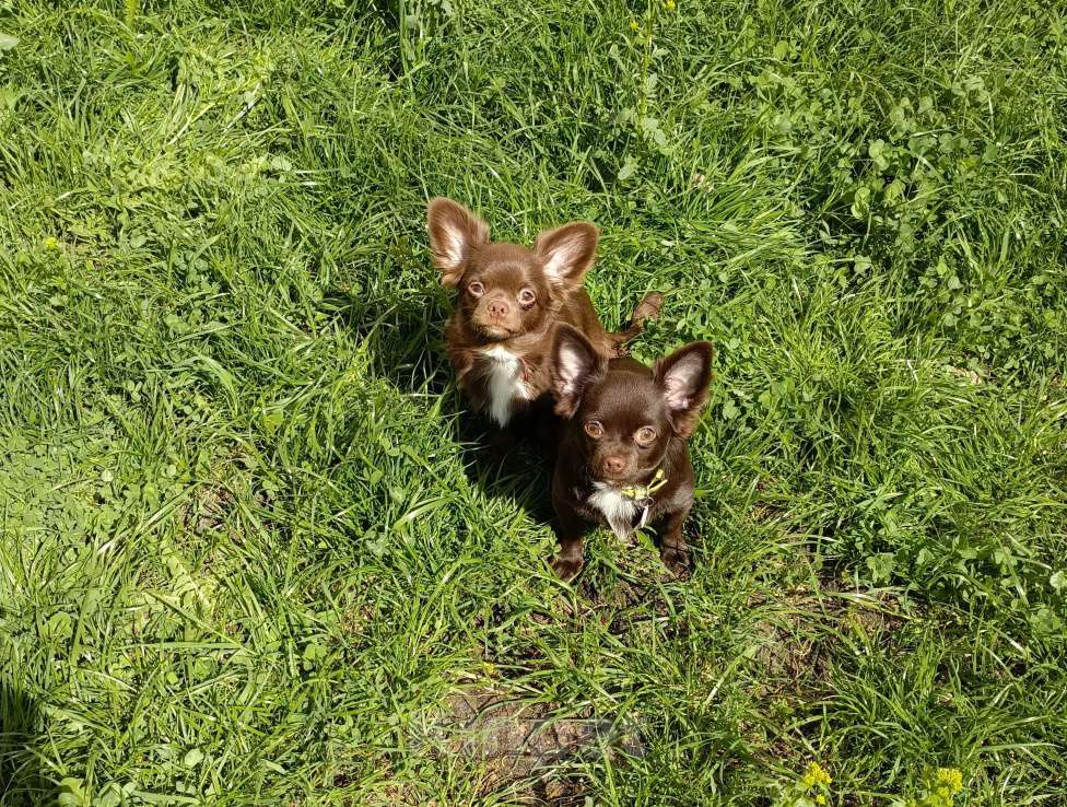 Собаки в Москве: Мальчик чихуахуа 9 мес. Окрас шоколад д/ш Мальчик, 35 000 руб. - фото 10
