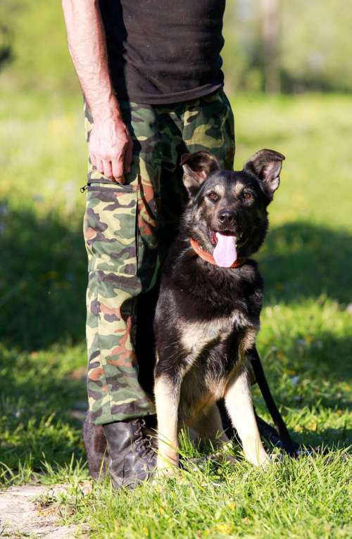 Собаки в Москве: На всех фото она улыбается..  Девочка, Бесплатно - фото 2