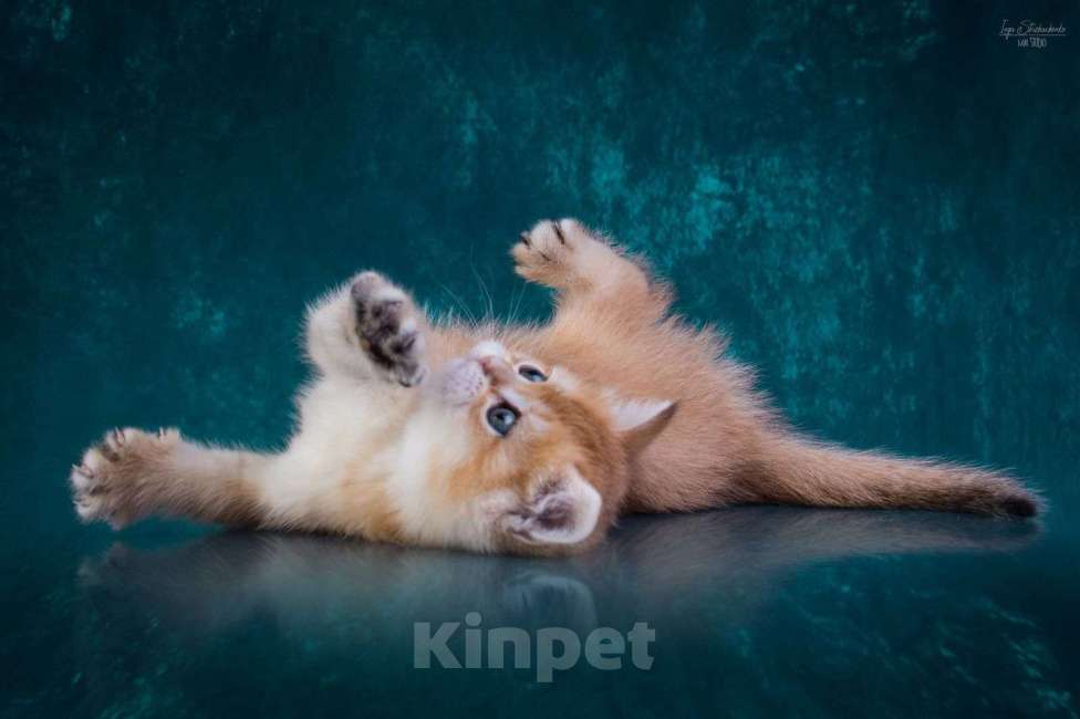 Кошки в Петрозаводске: Шотландские котята золотая шиншилла Мальчик, 50 000 руб. - фото 3
