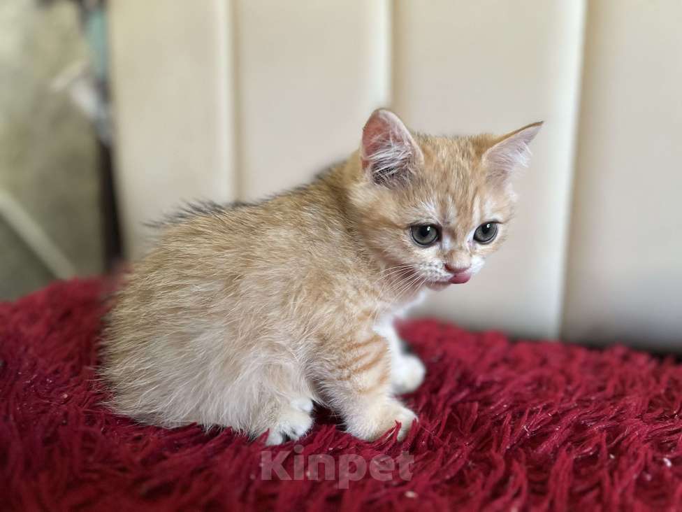Кошки в Воронеже: Золотой британский мальчишка Мальчик, 30 000 руб. - фото 3