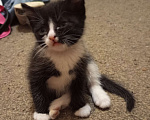 Кошки в Новосибирске: Красавчик Мальчик, Бесплатно - фото 1