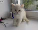 Кошки в Москве: Бурмилла котёнок мальчик Мальчик, 20 000 руб. - фото 2